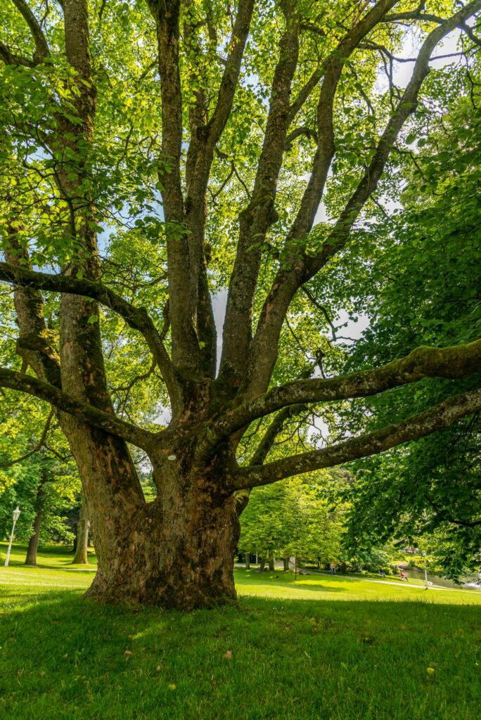 A large tree with multiple branches in a vibrant green park under bright daylight.